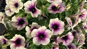 Petunia Tea Rosette Blend